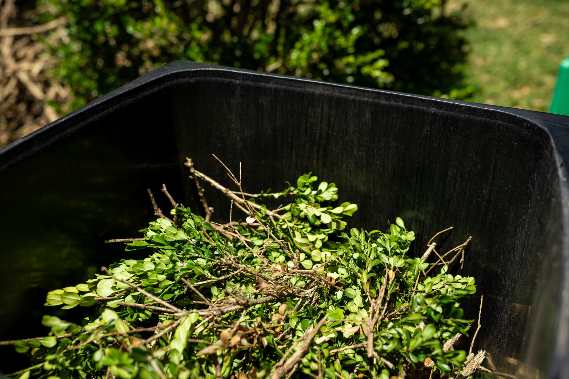 Green garden waste in bin. Spring garden cleaning.